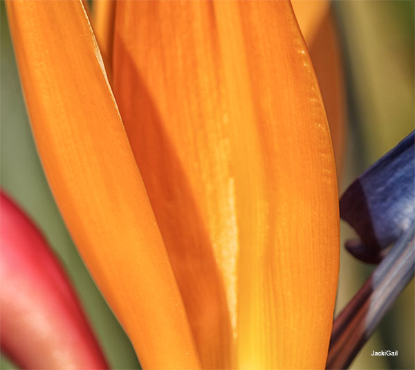 Bird of Paradise Wings by JackiGail